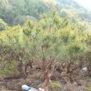 화산농장3 이미지