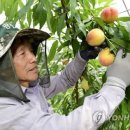 춘향골농업협동조합 연합뉴스