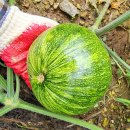 2025년산 맷돌 늙은호박(손질호박) / 말린조선호박 이미지