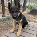 셰퍼트 분양 이미지