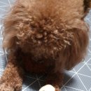 멍멍식탁 이미지