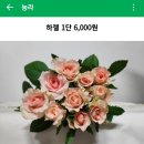생금농장 | 농라[생금농장] 장미