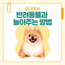 실내에서 반려동물과 놀아주는 방법