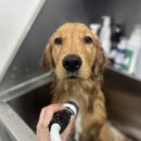 멍멍하개 이미지