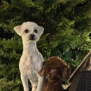 하이독 | [하이독] 시그니처 연어 화식 체험 후기 🐶