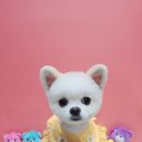 스타애견샵 이미지