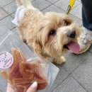 짱블리 짱금이 이미지