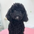 멍그레 | [부산 해운대구] 해운대 애견미용 잘하는 곳 송정해수욕장 근처 <멍그레>