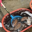 대천 여행 필수코스 | 대천수산시장에서 제철 회 구매 후기 🦑