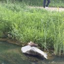 곡반정동 536-9 | 곡반정동 강아지 동반 카페 노드🐶🐶🐶🐶