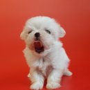 응답하라 몽몽이 이미지