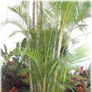 야자수정원 이미지