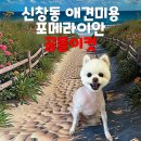 별이와콩이 | 신창동 포메라이안 곰돌이컷 3mm 클리핑한 콩이, 털이몽땅에서 변신 완료