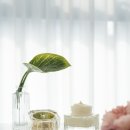 코코벨벳 이미지