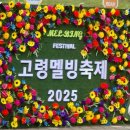 고령군청 | [고령 멜빙축제 방문 후기] 2025 이찬원 직관 성공! 고령에서 즐긴 힐링 여행 💚