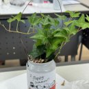 냅킨 아트 화분 만들기 이미지