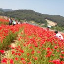 북천 꽃양귀비 축제 이미지