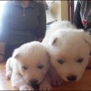 예쁜강아지 이미지