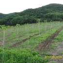 느티나무농원 이미지