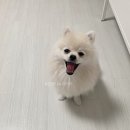 도그 포레스트 이미지