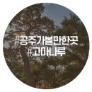 곰의 전설이 있는 사진찍기 좋은 고마나루