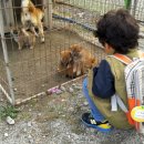 승민애견 이미지