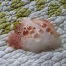 써리 독 이미지