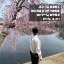 연지못 | 대구근교 벚꽃명소 경남 창녕 연지못 수양벚꽃 개화상황