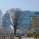 보호수광장 이미지