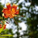 대모산 장수풍뎅이와 나리꽃 이미지