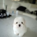 솜사탕 이미지