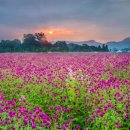 송이나루 | "천일홍이 천만 송이나 펴요" 13만㎡ 규모의 꽃단지가 있는 가을 여행지 '나리공원'