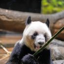 판다오라 이미지