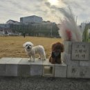 신나개 | 고덕 스테이카페 후기