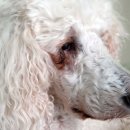 뽀송강아지 이미지