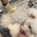 웰컴독 (welcome dog) | [캐나다 여행] 대한항공 밴쿠버 직항, 유기견 이동봉사, 웰컴독코리아