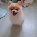 동주동물병원 | 안양시 동주동물병원 단댕댕 스케일링&amp;건강검진 후기