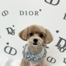 몽몽하개 이미지