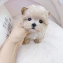 강아지분양 퍼피베이비 네이버블로그