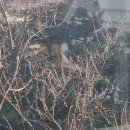 방다원 이미지
