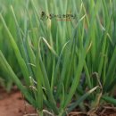 백봉닭농장 이미지