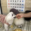 강아지마을 이미지
