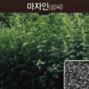 좋은비전주 - 534 | 좋은비전주