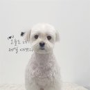 원 반려동물 미용실 이미지