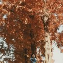 화도진로 | 인천 원적산공원 가을스냅, 은행나무길 감성 그대로 담아낸 이풀스튜디오 후기