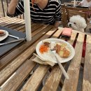 [분당 베이커리 추천] 애견동반 가능한 감성 베이커리, 베이직 베이커리 방문 후기 🍞🐶
