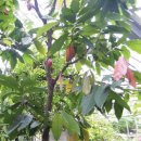 카카오(cacao) 이미지