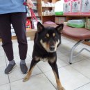 신월동물병원 이미지