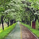 이팝나무길 이미지