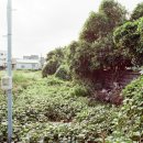 상모리-9 이미지